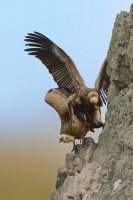 Sup belohlavy - Gyps fulvus - Eurasian Griffon 4689